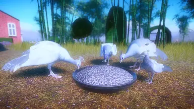 Opal Femal pie/malepe/female normal/Chick normal
