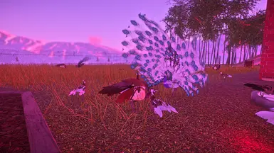 Violete Pie male/ Violete female/ pie chick