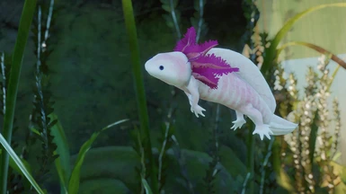 Axolotl - New Exhibit Species (Discontinued)