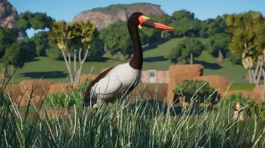 Saddle-billed Stork - New Species (1.13)