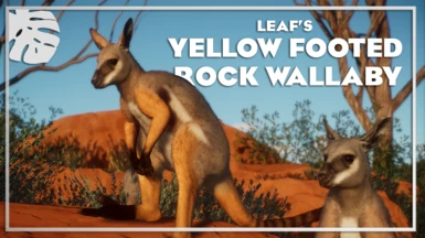 Yellow-Footed Rock Wallaby - New Species (1.9)