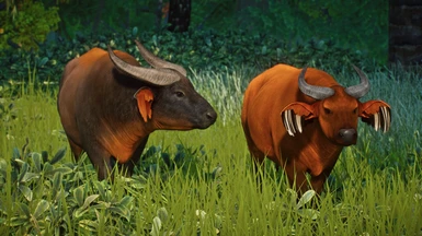 African Forest Buffalo - New Species (1.9)