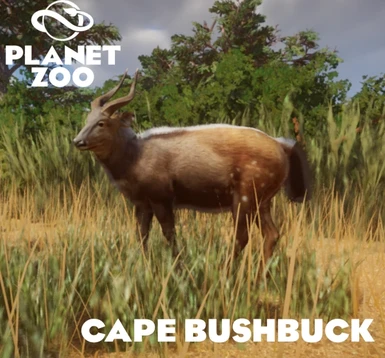 (1.9) Cape Bushbuck - New Species