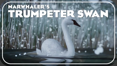 Trumpeter Swan - New Species (1.9)