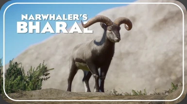 Bharal (or Blue Sheep) - New Species (1.9)
