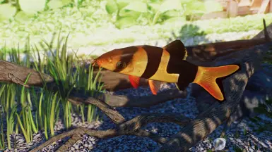 Clown Loach - New Species (1.13) At Planet Zoo Nexus - Mods And Community