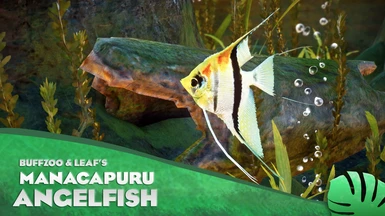 Manacapuru Angelfish - Freshwater Angelfish - New Species (1.13)