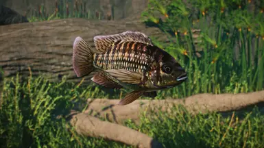 Banded Tilapia - New Species (1.12) at Planet Zoo Nexus - Mods and ...