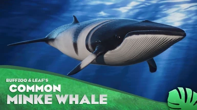 Common Minke Whale - New Species (1.13)