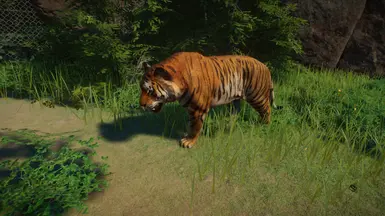 Bengal Tiger Remaster (v 1.10)