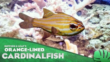 Orange-Lined Cardinalfish - New Species (1.13)