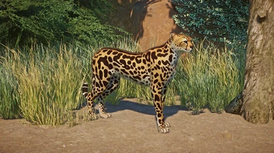 King Cheetah Variant