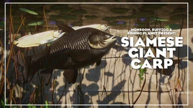 Siamese Giant Carp - New Species - Asian Fish Pack Vol. 4 (1.17)
