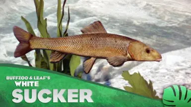 White Sucker - New Species (1.13)