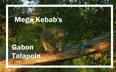 (1.11) Gabon Talapoin - New Species