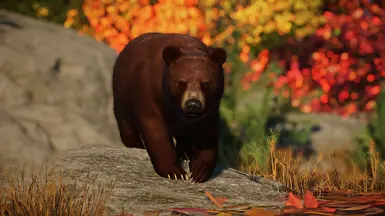 American Black Bear - New Species (1.16) at Planet Zoo Nexus - Mods and ...