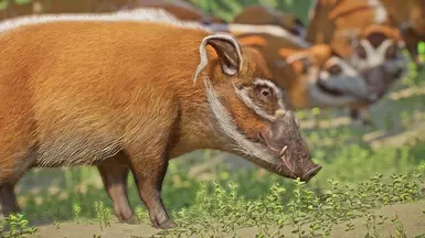 Red River Hog Variants (1.17) at Planet Zoo Nexus - Mods and community