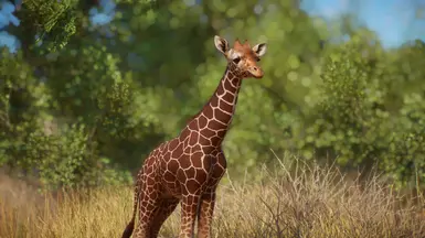 Reticulated Giraffe Remaster (1.16) at Planet Zoo Nexus - Mods and ...