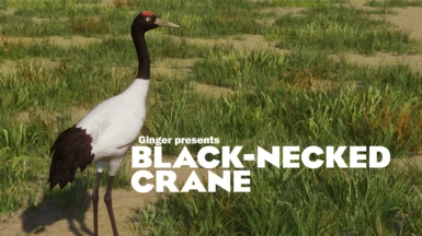 Black-Necked Crane - New Species (1.16)