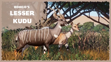(1.16) Lesser Kudu - New Species