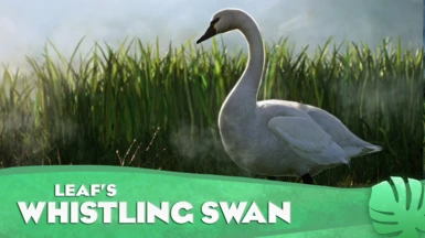 Whistling Swan - New Species (1.16)