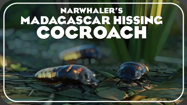 Madagascar Hissing Cockroach - New Exhibit Species (1.16)