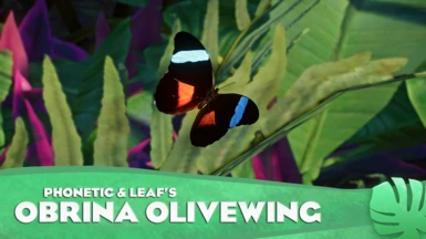 Obrina Olivewing Butterfly - New Exhibit Species (1.16)