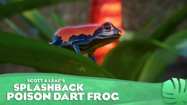 Splashback Poison Dart Frog - New Exhibit Species (1.16)