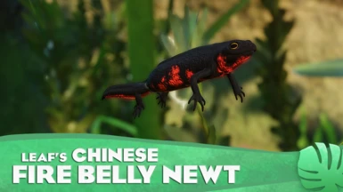 Chinese Fire Belly Newt - New Exhibit Species (1.16)