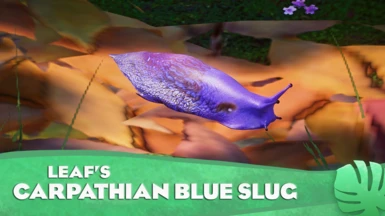 Carpathian Blue Slug - New Exhibit Species (1.16)