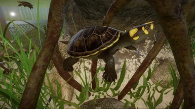Yellow-Spotted Amazon River Turtle - New Species (1.16)