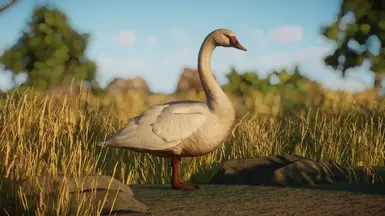 Early red beak version (Unused)