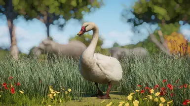 Early red beak version (Unused)