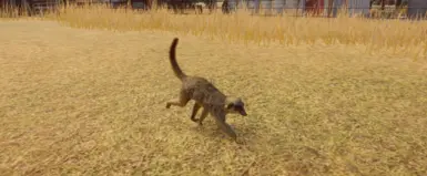 Meerkat