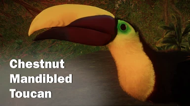 Chestnut-mandibled toucan