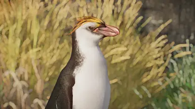 Royal Penguin - New Species (1.16) at Planet Zoo Nexus - Mods and community