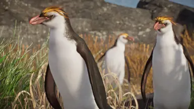 Royal Penguin - New Species (1.16) at Planet Zoo Nexus - Mods and community