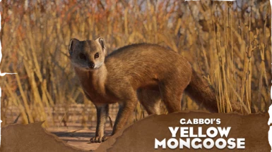 Yellow Mongoose - New Species (1.16)