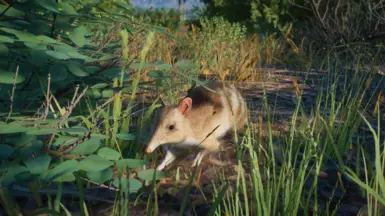 Eastern Barred Bandicoot - New Species (1.16) at Planet Zoo Nexus ...