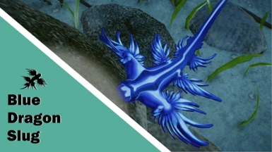 Blue Dragon Slug - New Exhibit Species