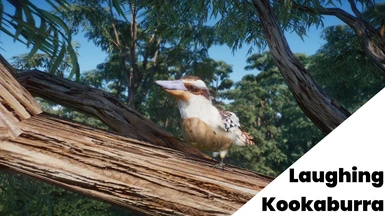 Laughing Kookaburra - New Species (1.16)