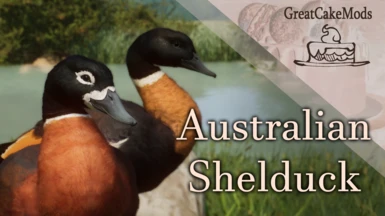 Australian Shelduck - New Species - (1.16)
