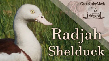 Radjah Shelduck - New Species (1.16)