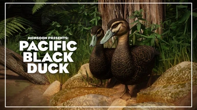 Pacific Black Duck - New Species (1.17)