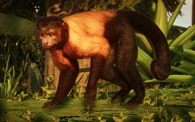 (1.8) New Species - Tufted Capuchin Monkey