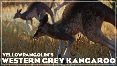 Western Grey Kangaroo - New Species (1.17)
