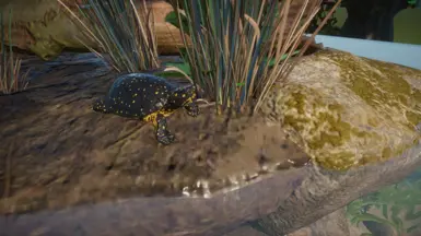 Spotted Turtle (Replacement) (1.4 Update)