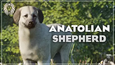 Anatolian Shepherd Dog - New Domestic Species (1.17)
