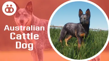 Australia Cattle Dog - New Species (1.18)
