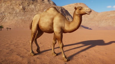 (1.8) New Species - Dromedary Camel